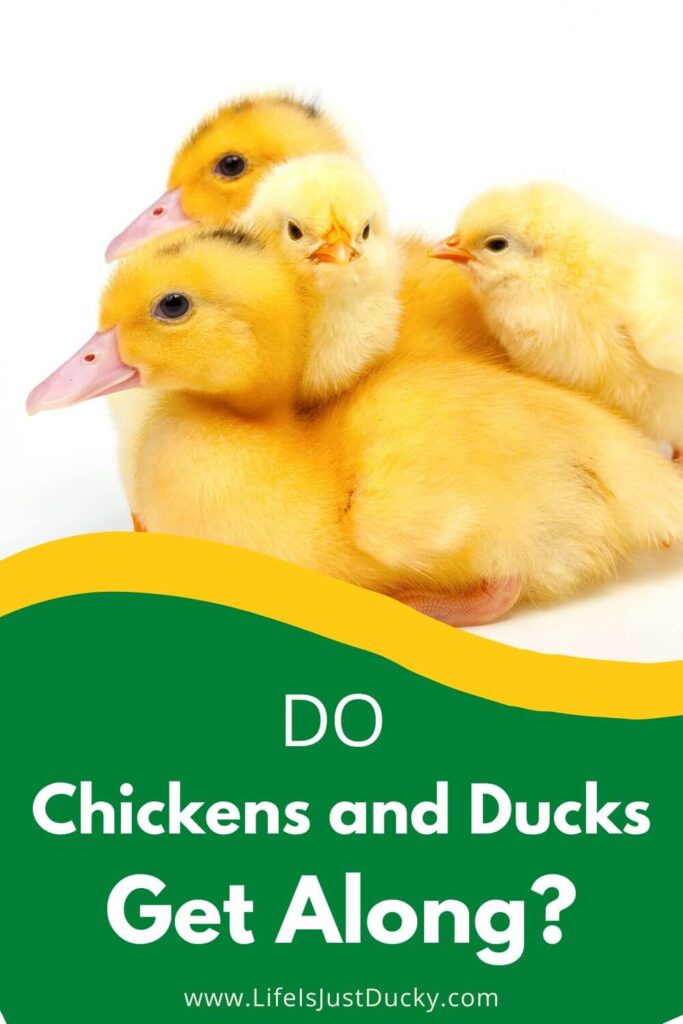 Chicks and ducklings.