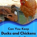 Chicken and ducks.