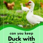 Duck in the yard with chickens.