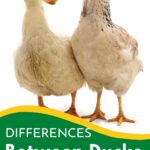 A chicken and a duck.