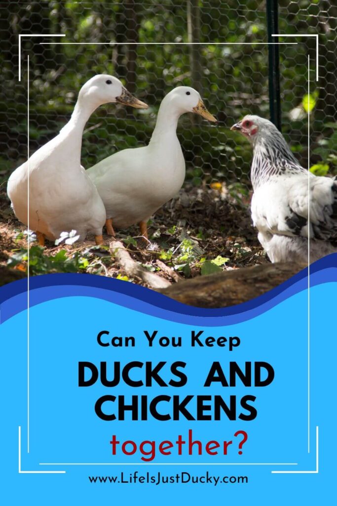 Can You Keep Ducks With Chickens?
