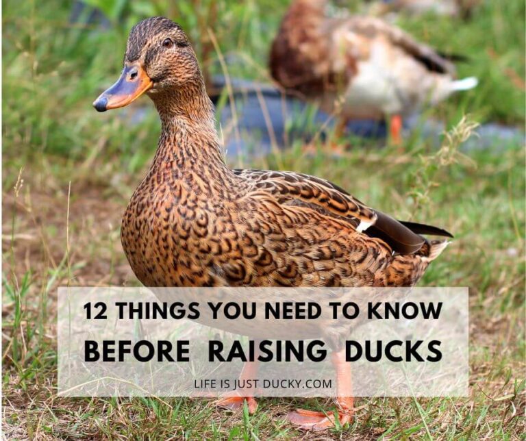 Duck.