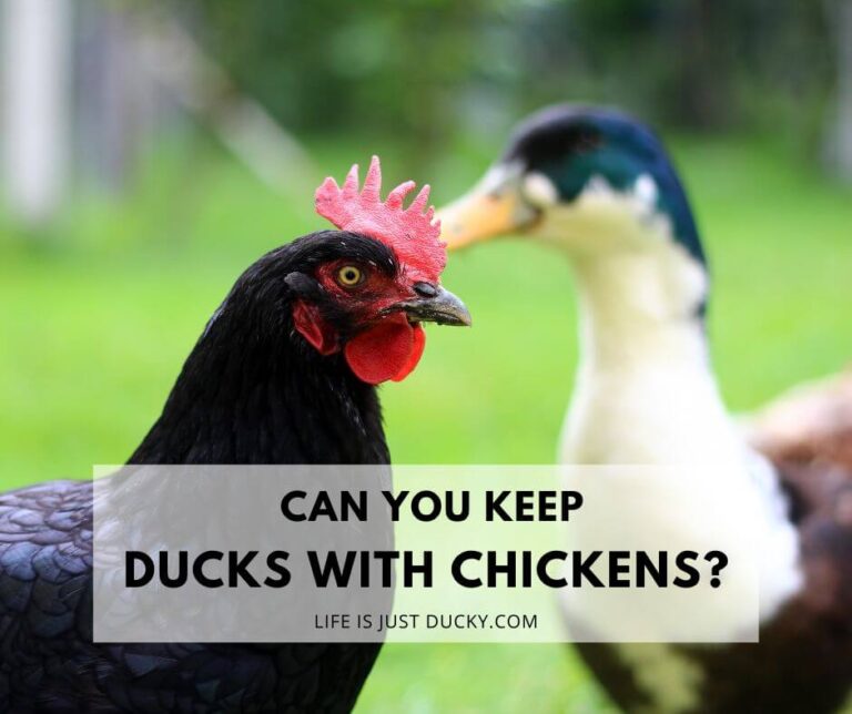 Can You Keep Ducks With Chickens?