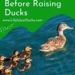 What you need to know before raising ducks. Momma duck and babies in the water.