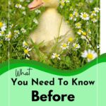 Duckling in wild flowers. Know before Raising Ducks.