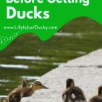 Ducklings getting out of the water.