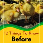 A bunch of yellow ducklings. Everything you needs to know before raising ducks.