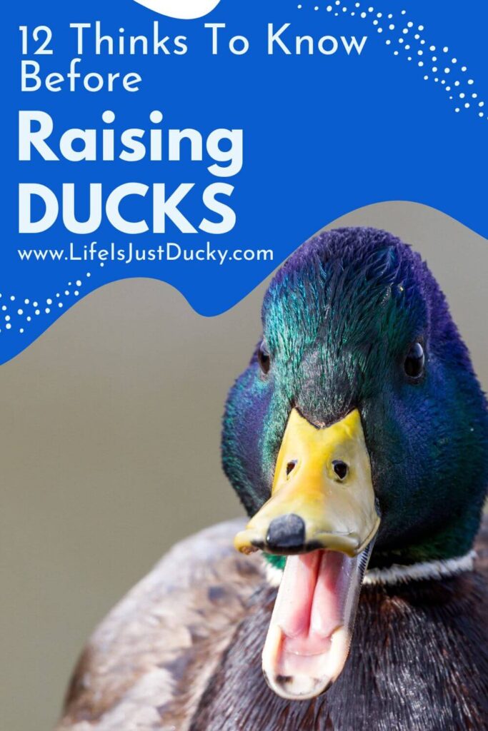 Green duck head.