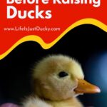 Yellow duckling.
