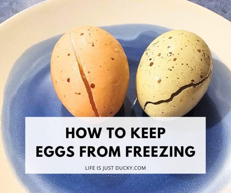 How To Keep Eggs From Freezing In The Coop?