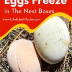 2 cracked and frozen eggs.