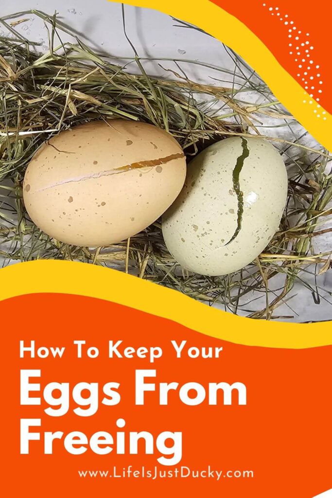 Frozen and cracked eggs on hay.