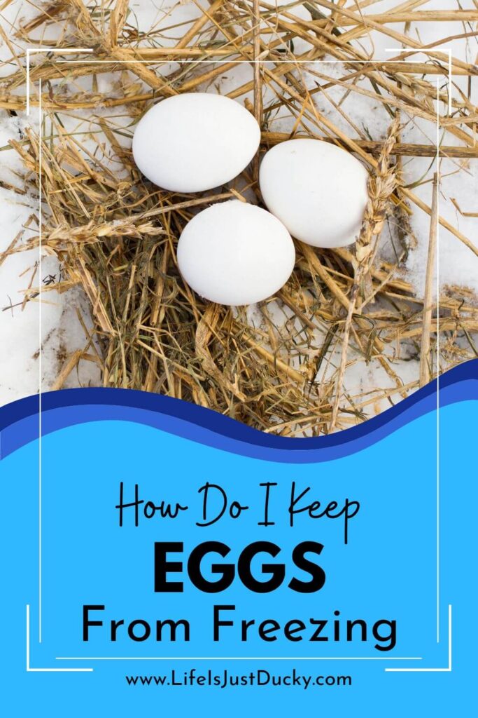 Eggs On Straw. Keep Eggs From Freezing.