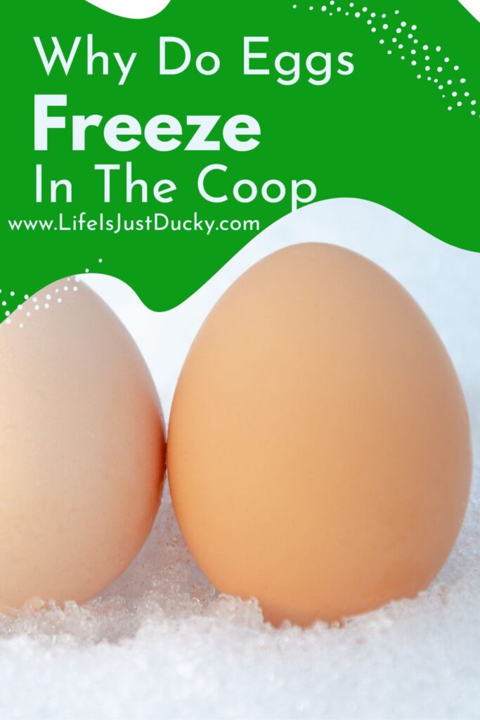 Two Eggs.