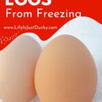 Brown eggs on snow.