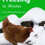 Chicken in the snow.