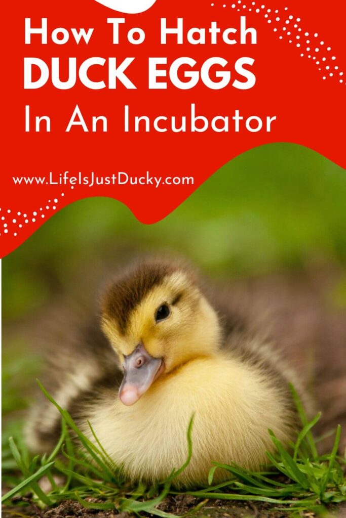 Adorable Duckling.