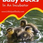 Ducklings Swimming.