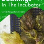 Hatching Duck Eggs In An Incubator.
