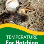 Hatching Ducklings.