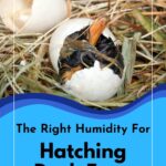 A Hatching Duck Egg.