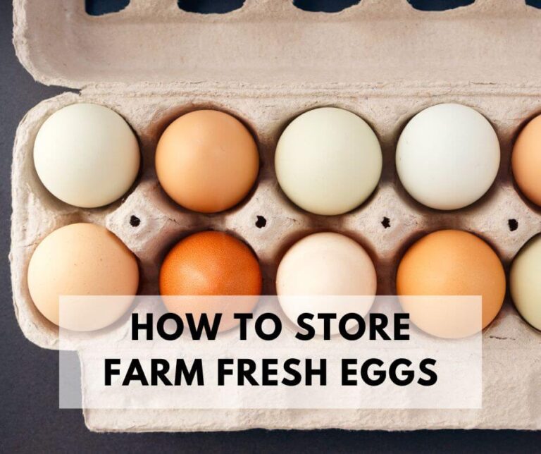 Eggs In An Egg Carton. How To Store Farm Fresh Eggs.