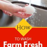 Washing An Egg.