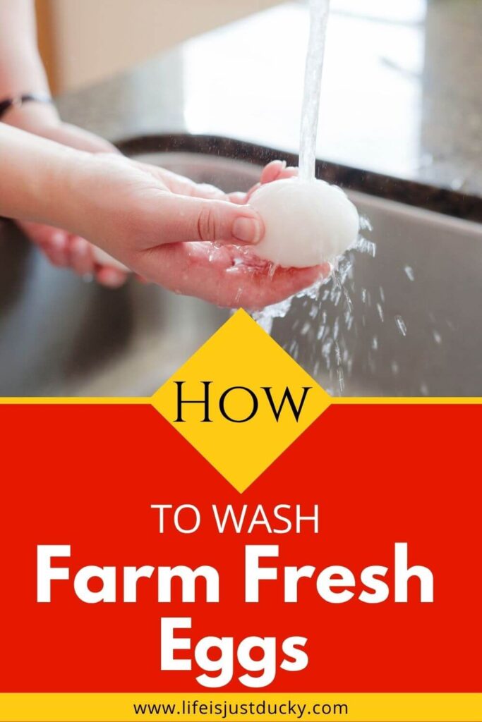 Washing Egg.