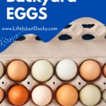 Eggs in an egg carton.