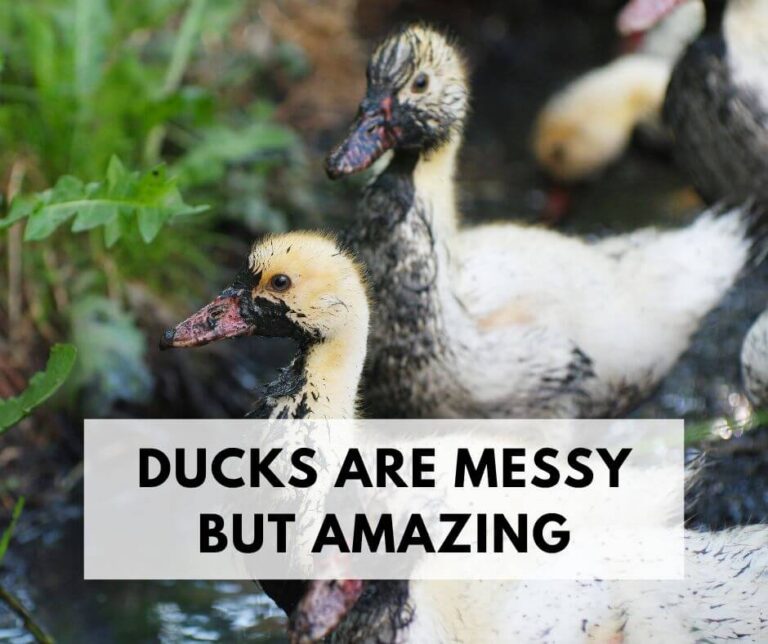 Ducks Are Messy but Amazing: The Real Truth About Backyard Ducks