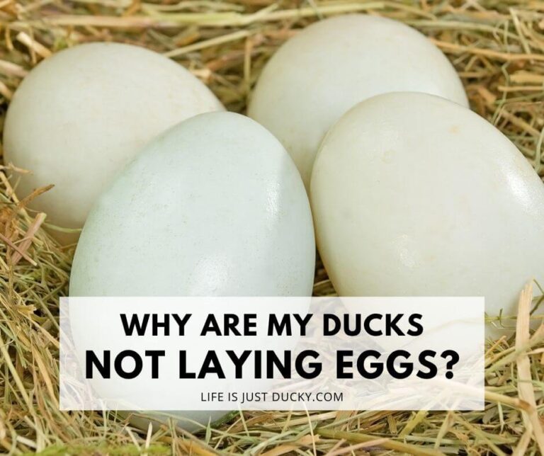 Eggs.