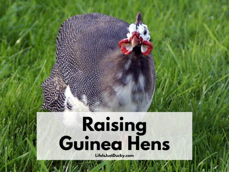 Raising Guinea Hens.