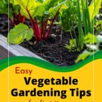 Raised bed vegetable garden.