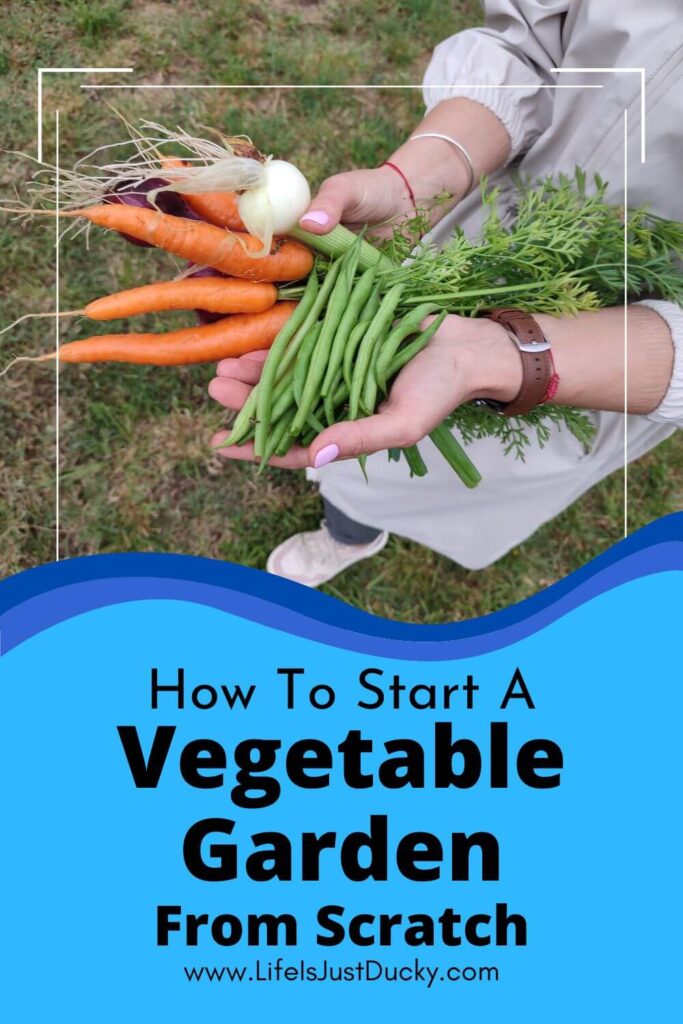 Fresh picked vegetables.