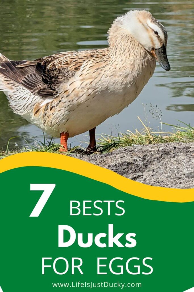 Duck by the pond.