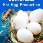 Eggs in a bowl.