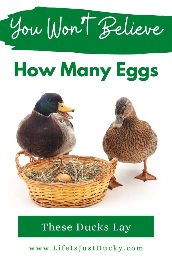 Ducks and a basket of eggs.
