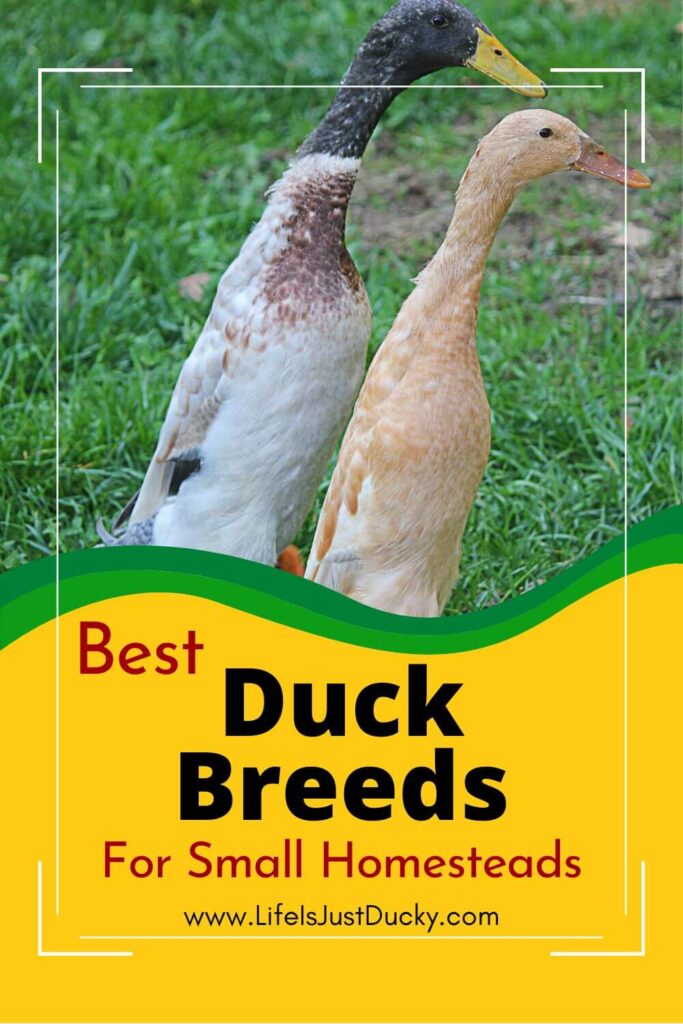 Indian Runner Ducks. Best Ducks For Eggs.