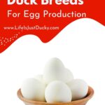 A bowl of duck eggs.