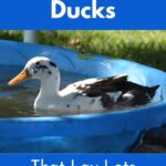 Ancona duck in a kiddy pool.