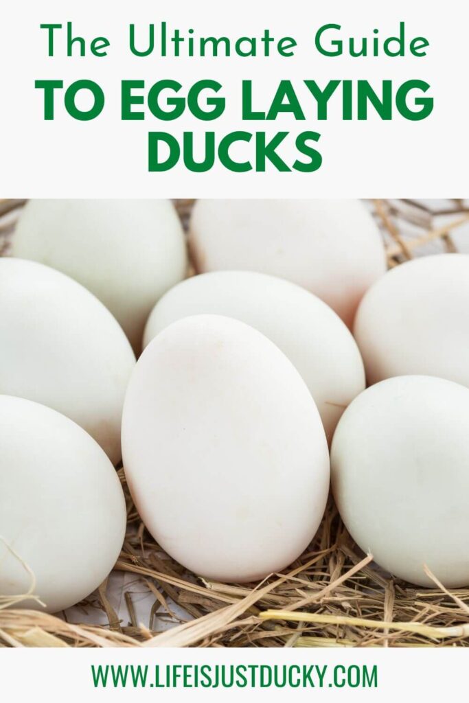 Duck eggs. Best Ducks For Eggs.