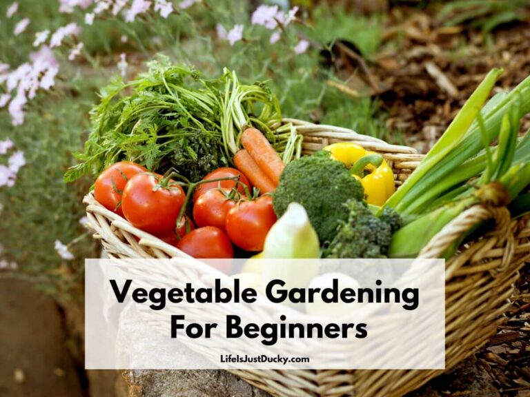 Basket of Vegetables.