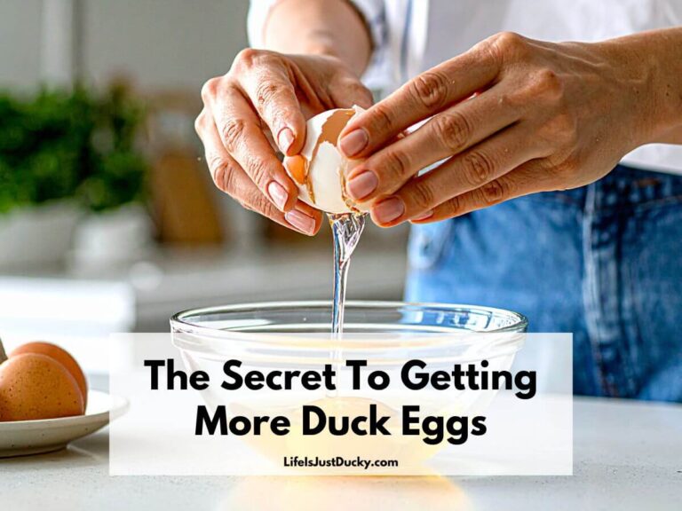 Cracking an egg into a bowl.