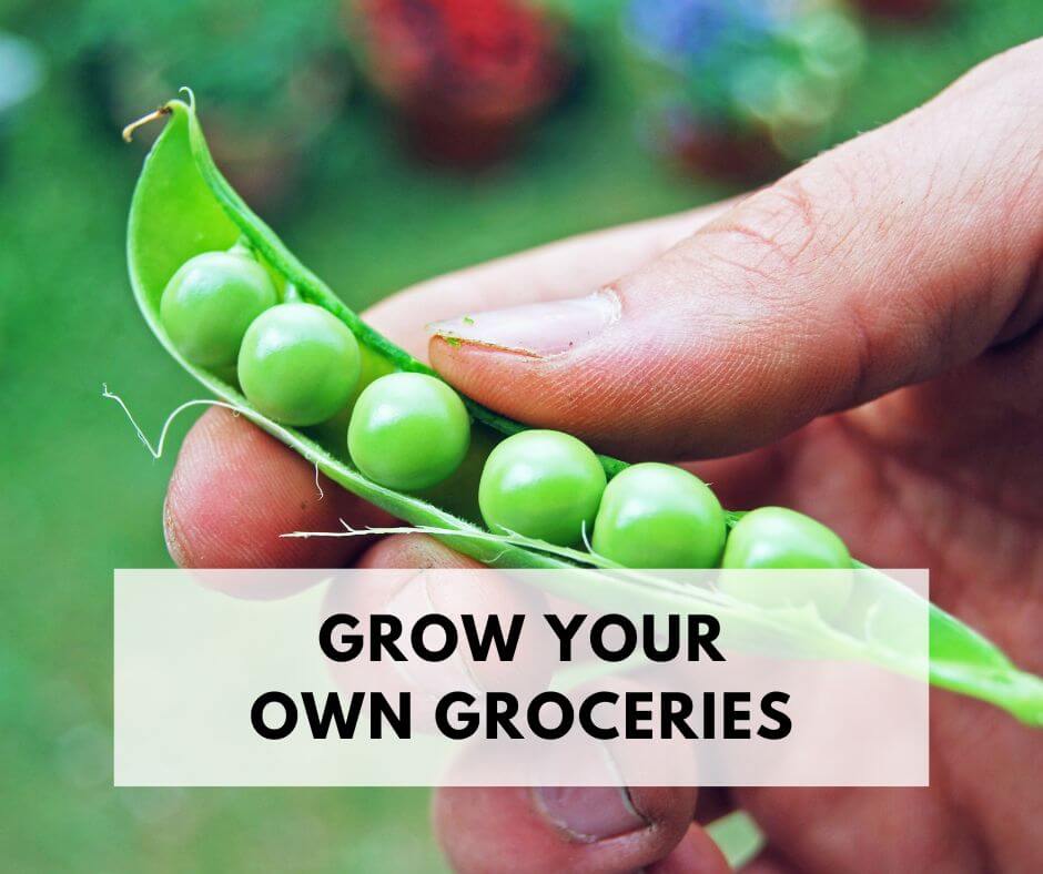 How to Grow Fruits and Vegetables at Home: Beginner Guide to a Productive Garden