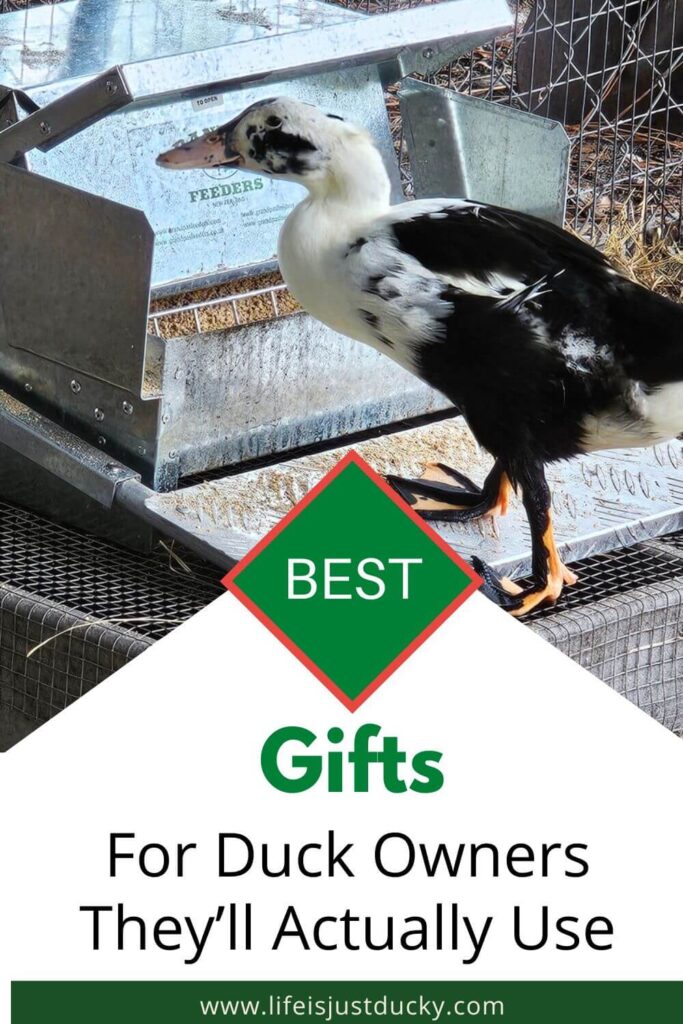 Duck at a feeder. Best Gifts For Duck Owners.