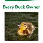 Duckling swimming.