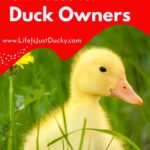Yellow duckling.