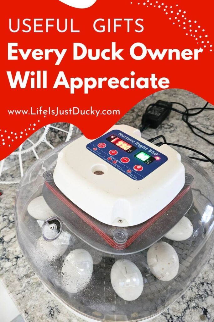 Best Gifts for Duck Owners. Incubator.