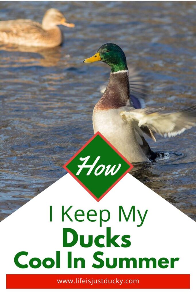 Duck flapping in the water.