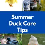 Ducks cooling off.